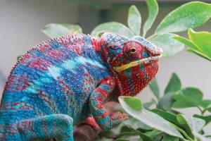 Billede fra billedgalleriet på Cozy Dog Friendly Hot Tent With Log Burner & Logs i Llanfairpwllgwyngyll