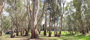 a grove of trees in a grassy field at Dartmoor Hotel Motel in Dartmoor +10 photos