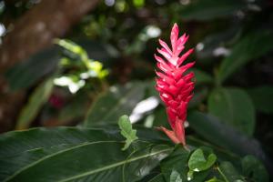 a red flower on a plant with green leaves at Appartement Iris in Sainte-Anne