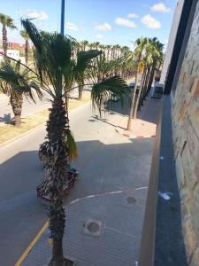 a palm tree sitting on the side of a street at El jadida in El Jadida +5 photos