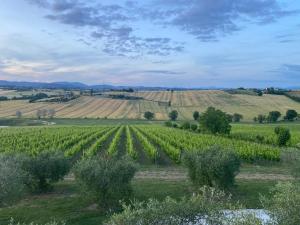 a field of crops with trees in the foreground at Le Cupe in Corciano