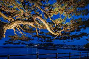 a tree hanging over a body of water at night at Glamping & Villas La-gom - Vacation STAY 23572v in Inatori