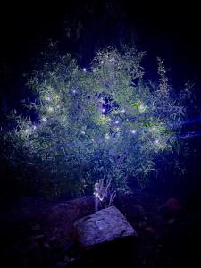 a tree with lights on it in the dark at Casablanca Overnight Accommodation and Camping in Brandvlei