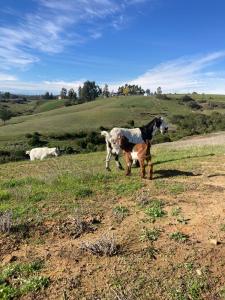 a cow and a calf standing in a field at Casa de campo Matanzas in Navidad