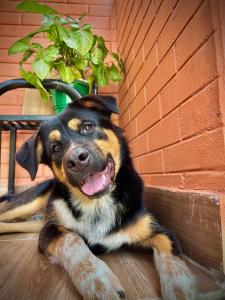 Huéspedes con una o varias mascotas en Sunny Peace Home