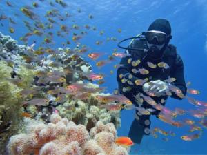 a diver in the ocean near a coral reef at Sailing Vessel Summer Jo Private Charter - Sleeps 33 in Airlie Beach