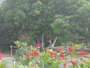 Kép Gir Ness Farm & Resort szállásáról Sāsan Gīr városában a galériában