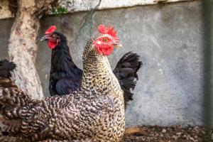 Loomad apartemendi aladel või selle läheduses