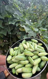 a bowl full of green vegetables in a garden at KENSON'S INN - Non AC - 2 Bedroom Apartment in Mangalore +30 photos