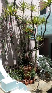 A garden outside Hotel Kleopatra