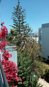 A garden outside Hotel Kleopatra