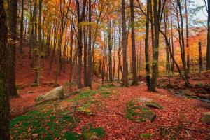 a wooded area with fall leaves and trees at The Gables 
