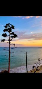 uma árvore na praia com um pôr-do-sol ao fundo em MonoMare em Avola