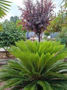 Um jardim em Bella Terra Nature Living