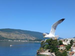 a white bird flying over a body of water at Bay View Apartment in Herceg-Novi