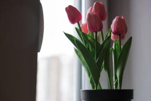 Ảnh trong thư viện ảnh của Apartmani Lepojevic ở Prokuplje