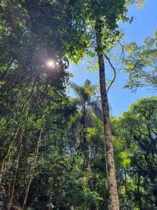 ein Blick vom Boden auf einen Wald mit hohen Bäumen in der Unterkunft la escondida in Puerto Leoni