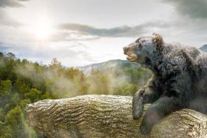 a bear is sitting on top of a rock at Change of Attitude By Avada Properties in Sevierville