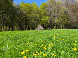 un campo lleno de flores amarillas en un campo en Tente Sancy, en Chambon-sur-Lac