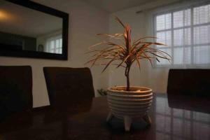 a plant in a vase on a table in a room at Suites Incoreli in Pachuca de Soto