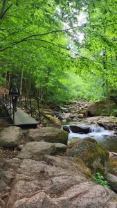 a person riding a bike on a path next to a river at Modernisierte Ferienwohnung Naturseelen mit Schwimmbad und Sauna in Braunlage