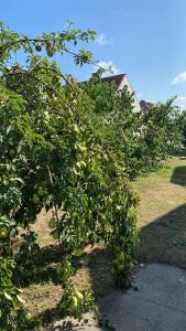 an apple tree with lots of apples growing on it at Fischer un sin Fru in Klein Zicker