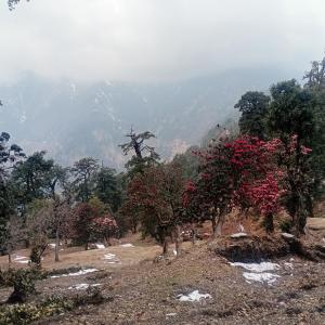 MunsyariにあるHimalayan Stayの山に赤い花をつけた木の群れ