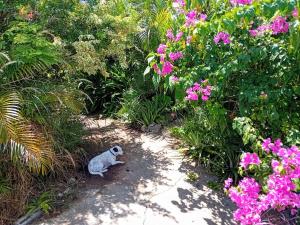 a dog sitting in the middle of a garden with flowers at The Pool House in Saint Philip