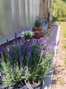 Vrt pred nastanitvijo Glamping Mezi ploty