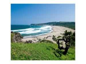 a view of a beach with a tree on a hill at Hotel Tetora Hachinohe - Vacation STAY 46437v in Hachinohe