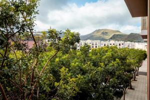 a row of trees in front of a building at Luminoso piso en La Laguna by CABANA Rentals in La Laguna