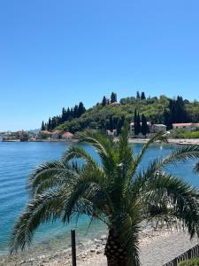 a palm tree on a beach next to the water at Villa Verde Oliva in Kamenari +1 photo