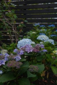 a bunch of purple and white flowers in a garden at 富士山望むプライベートヴィラ 900平方メートルの敷地を貸切利用 憩 ikoi Fuji サウナ 4Kシアター in Fujikawaguchiko