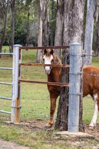 a brown and white horse standing next to a tree at JJJ's Ranch Farm 1 by Tiny Away in Koolboo