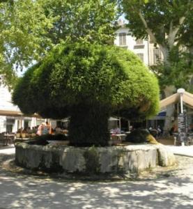 a large bush sitting in the middle of a street at Salon de Provence in Salon-de-Provence