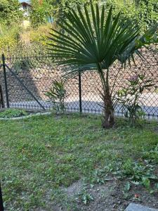 a palm tree in the grass next to a fence at casa vacanza l'Oleandro in Poggiridenti