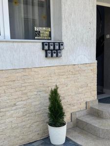 a plant in a pot on the side of a building at Pensiunea Carina in Bran