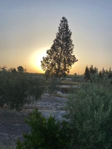 a tree in a field with the sunset in the background at Finca paraiso in Molina de Segura