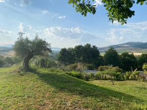 a tree in the middle of a field at Agriturismo Tenute di Hera - Via Francigena in Acquapendente