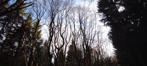a group of tall trees in a forest at Horský penzion in Teplice