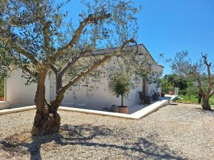 a house with a tree in front of it at Villa Elizej in Fažana +12 photos
