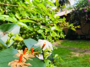 a white and orange flower on a tree at Sigiriya Mirror wall Guest house in Sigiriya