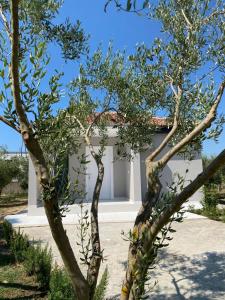 a tree in front of a white building at Villa Oliver in Hamallë