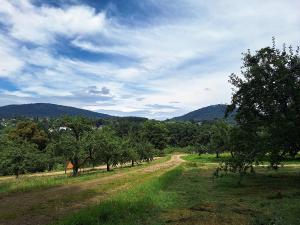 a dirt road in the middle of a field with trees at Bed & Breakfast Grünes Gold am Leisberg in Baden-Baden
