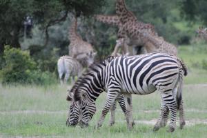 LesomaValley alle的一只斑马和长颈鹿在田野里吃草