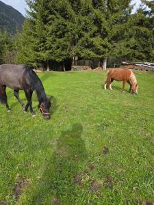 Altri animali domestici presso l'appartamento o nei dintorni