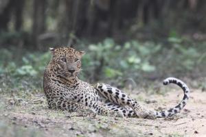 a cheetah laying on the ground in a field at Turtle Pond Wilpattu in Wilpattu +102 photos