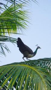 a bird standing on top of a palm tree at Suna's Place in Ahangama