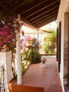 a dog on a leash standing on a patio at Casa Cao Verde Charmantes Landhaus mit Garten in São Domingos