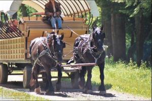 two horses pulling a carriage with a man on it at Site V Full Hookup up to 43ft Site ONLY in Gaines